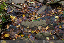 2011 Foliage Hike in Mt Wachusett